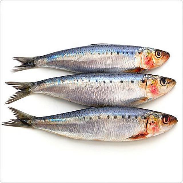 Long Sardine x Youth
